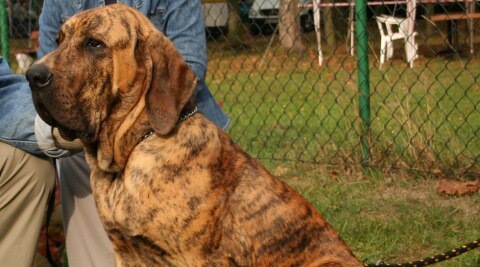  Fila Brasileiro