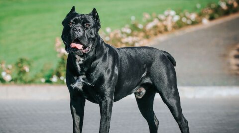 Cane Corso