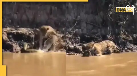 Python Attacks Leopard