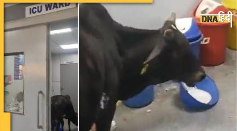 cow enter in hospital icu ward 