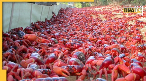 Christmas Island Red Crab