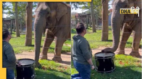 Elephant Viral Video