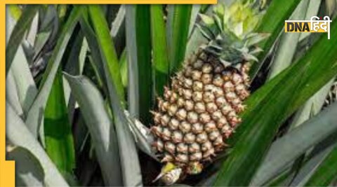 pineapple juice can reduce arthritis pain home remedy 