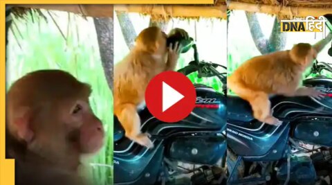 monkey viral video