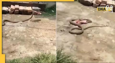 snake viral video