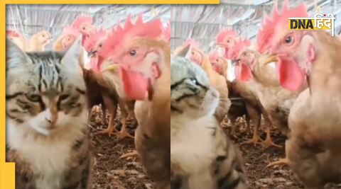 Cat Cock Viral Video