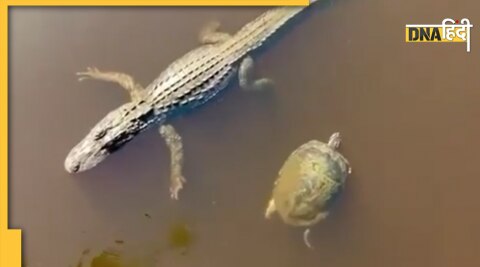 Crocodile and tortoise friendship viral video