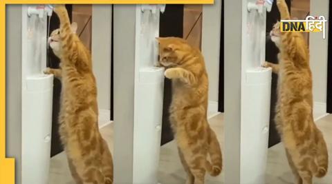 cat viral video