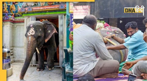 Puducherry temple elephant Lakshmi dies