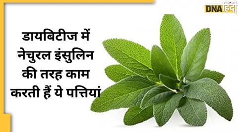 Quick High Blood Sugar Remedy: ब्लड शुगर हाई होते ही चबा-चबाकर खा लें ये पत्तियां,नेचुरल इंसुलिन का करेगी काम