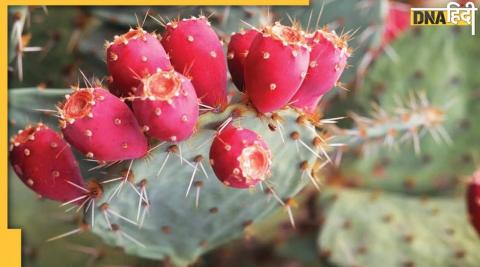 Harmful Plants: घर के अंदर ये पौधा लगाते ही होगा नुकसान, लेकिन यहां लगा तो चमकेगी किस्मत