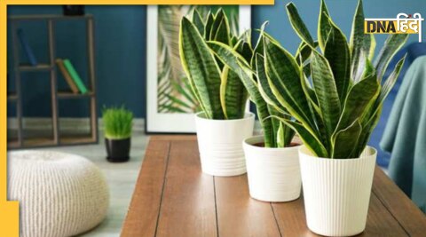 Best Bedroom Plants