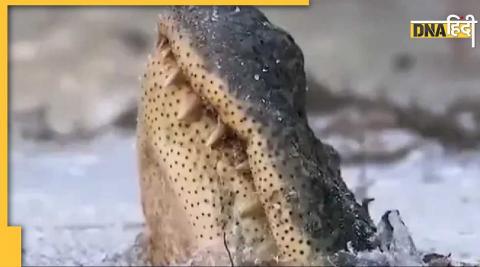 Frozen Alligator