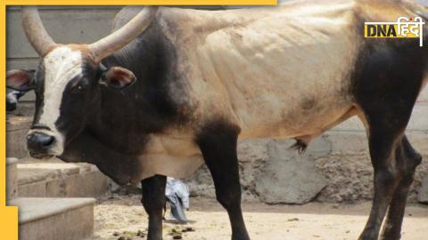 Bull Attack in Kota