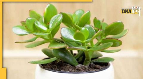 Crassula Plant 