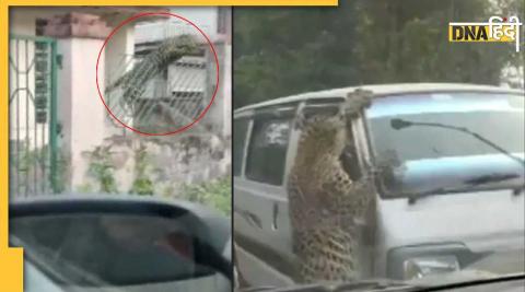 Assam Leopard Attack