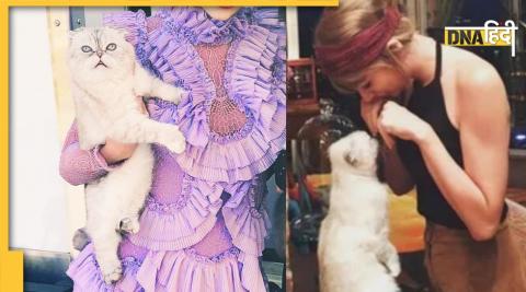 Taylor Swift Cat Olivia Benson