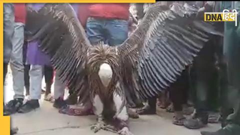 Himalayan Vulture