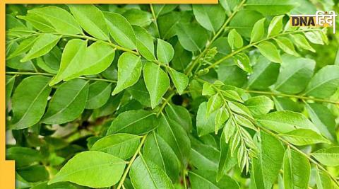 curry leaves benefits