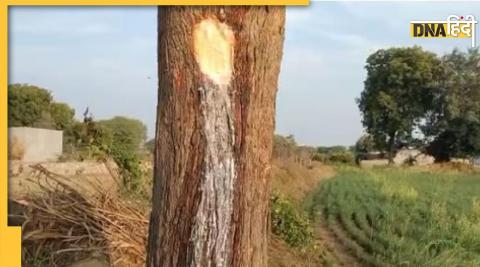 Rajasthan milk out of neem dausa shocking liquid leak from different trees