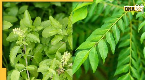 Leaves Eating Benefits