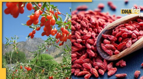 Goji Berry