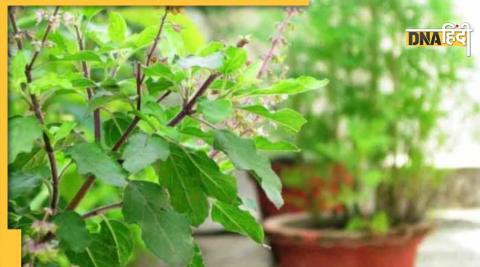 gardening tips tulsi plant