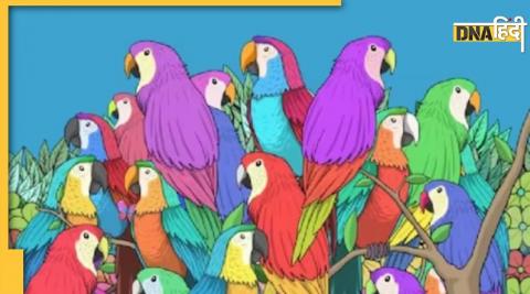 optical illusion brain test find out butterfly among these parrots 