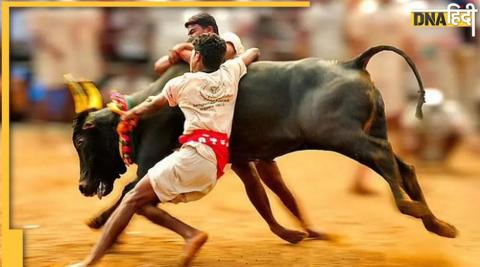 Jallikattu: सांड़ों को वश में करने के लिए आज मैदान में उतरेंगे जांबाज