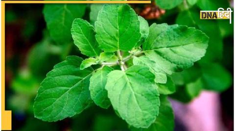 Tulsi Leaves Benefits