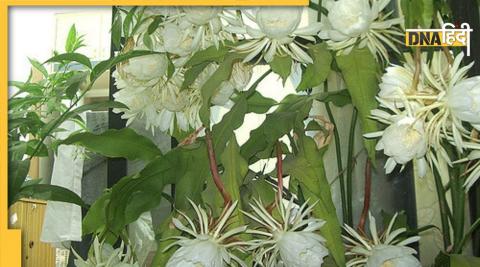 Brahma Kamal