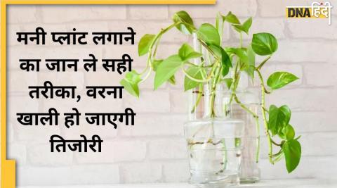 Gardening Tips: कहीं इस तरीके से तो नहीं लगा रहे हैं घर में मनी प्लांट