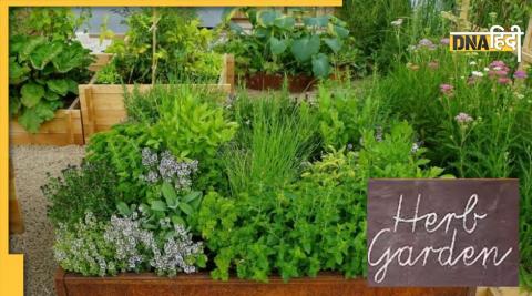 Herbs Gardening Tips