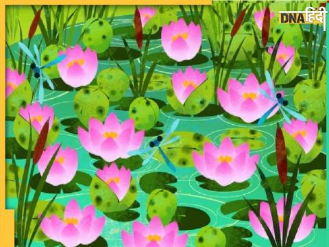 optical Illusion find out frog hidden lotus image brain test 10 second challenge