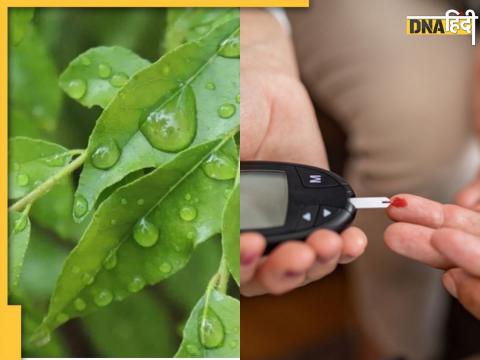 Curry Leaves Benefits of Diabetes