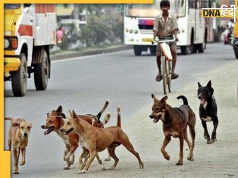 bihar arrah dog attack 80 people injured by dog bite admitted in hospital locals in terror