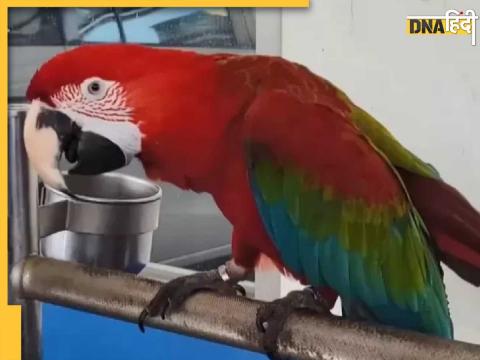 Taiwan Parrot: इसी तोते के कारण उसके मालिक को जेल जाना पड़ रहा है.