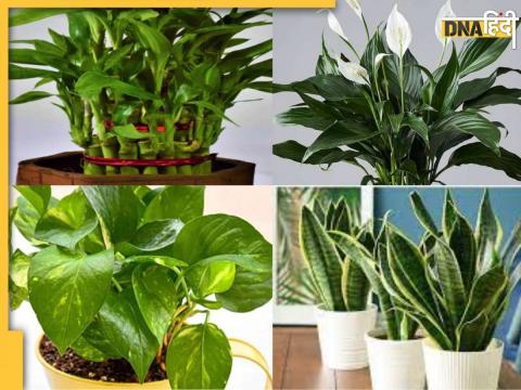 Feng Shui Plants