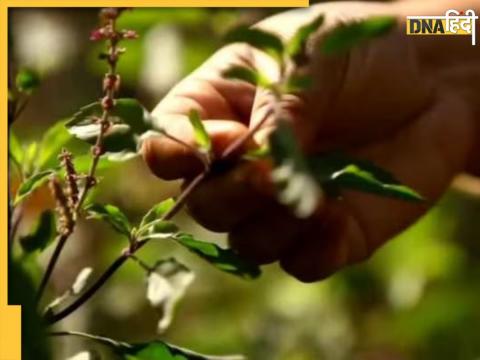 Tulsi Plucking Rules