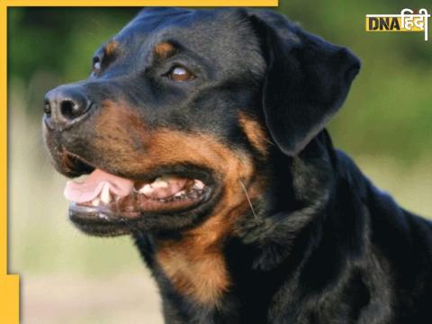 Rottweiler डॉग बेहद खतरनाक होता है.