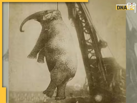 elephant hanged publically death penalty by crane circus america tennessee