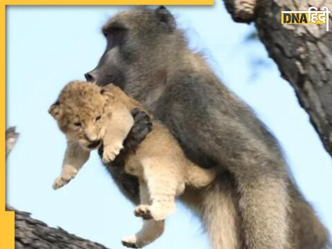 baboon stole lion cub taking care like own child watch viral video