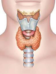 Side effects of thyroid gland