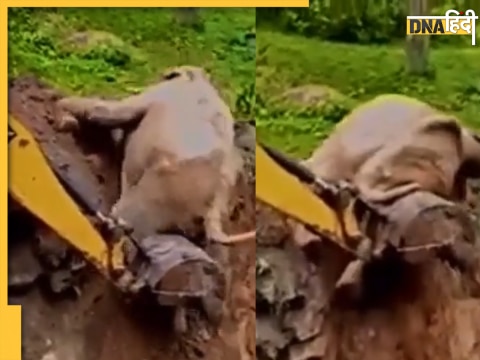 elephant rescued out pit jcb crane machine watch heartwarming viral video