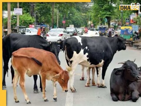 gorakhpur nagar nigam stray cow buffaloes earn money vermi compost selling gomutra yogi government new plan up