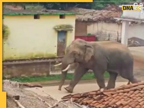 Gorakhpur Mad Elephant