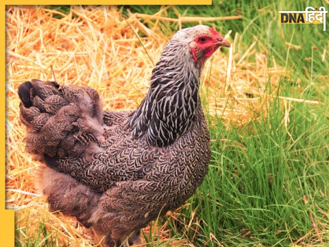 angry cock person bleed killed heart patient cardiac arrest viral