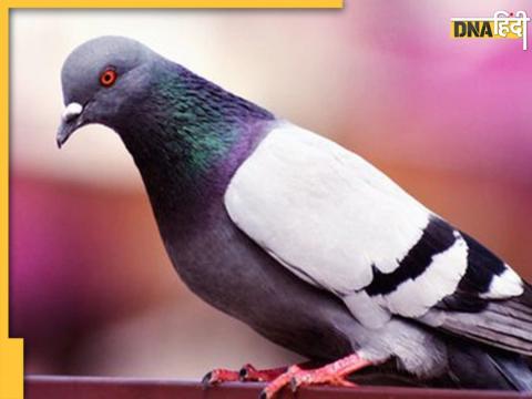 Pigeons Feeding Astrology