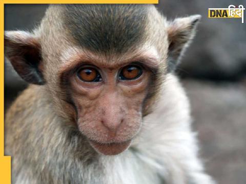 Indian Monkey In Pakistan