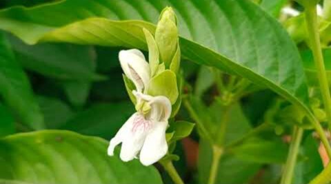 अडूसा - वासाका (Malabar Nut)